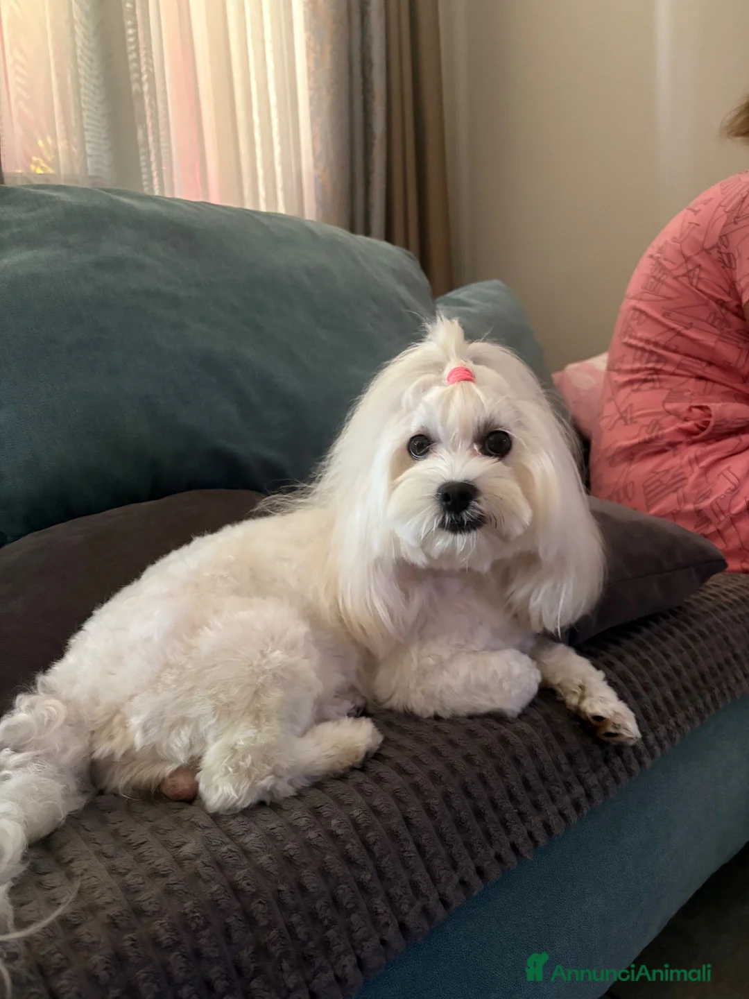 Maltese cani in vendita: Cuccioli di razza Maltese - Annuncio 9