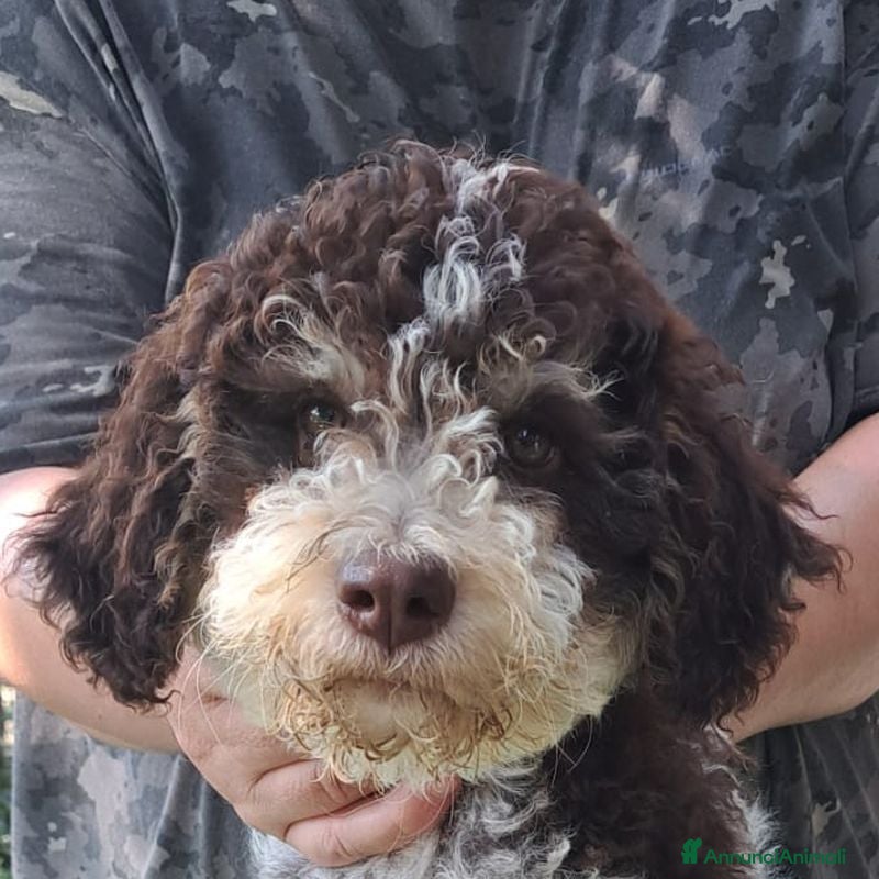 Lagotto cani in vendita: Lagotto romagnolo cucciolo - Annuncio 1