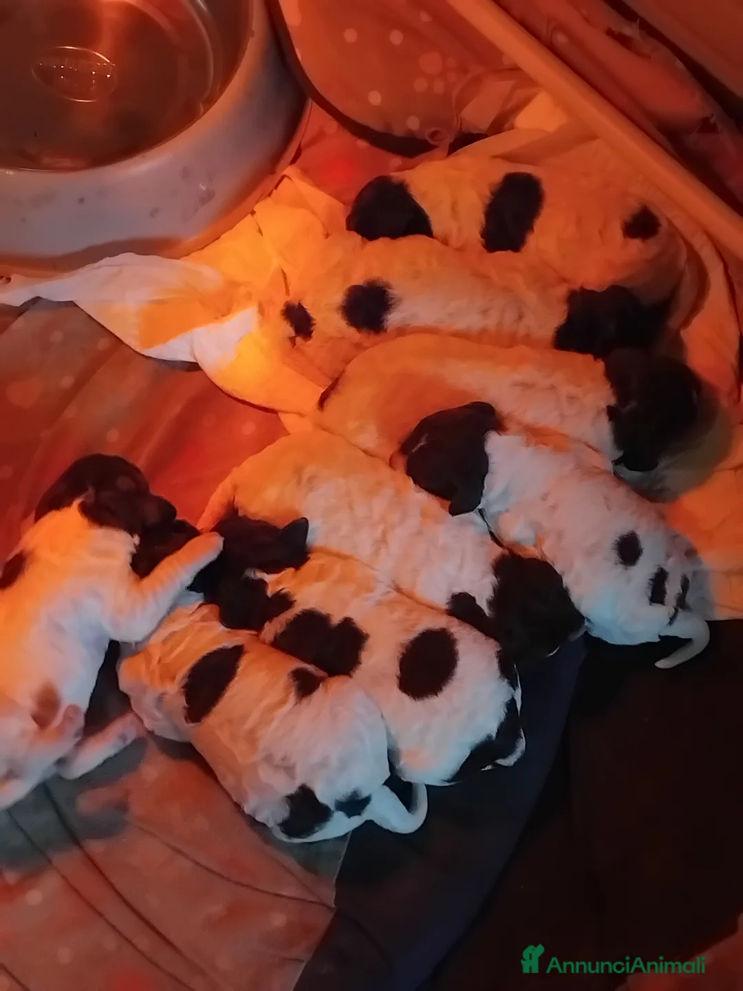 Lagotto cani in vendita: Cuccioli  lagotto  romagnolo  a Provincia di Verona - Annuncio 2