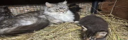 Maine Coon gatti in vendita: Cucciolo maine coon bellissimo  - Annuncio 7