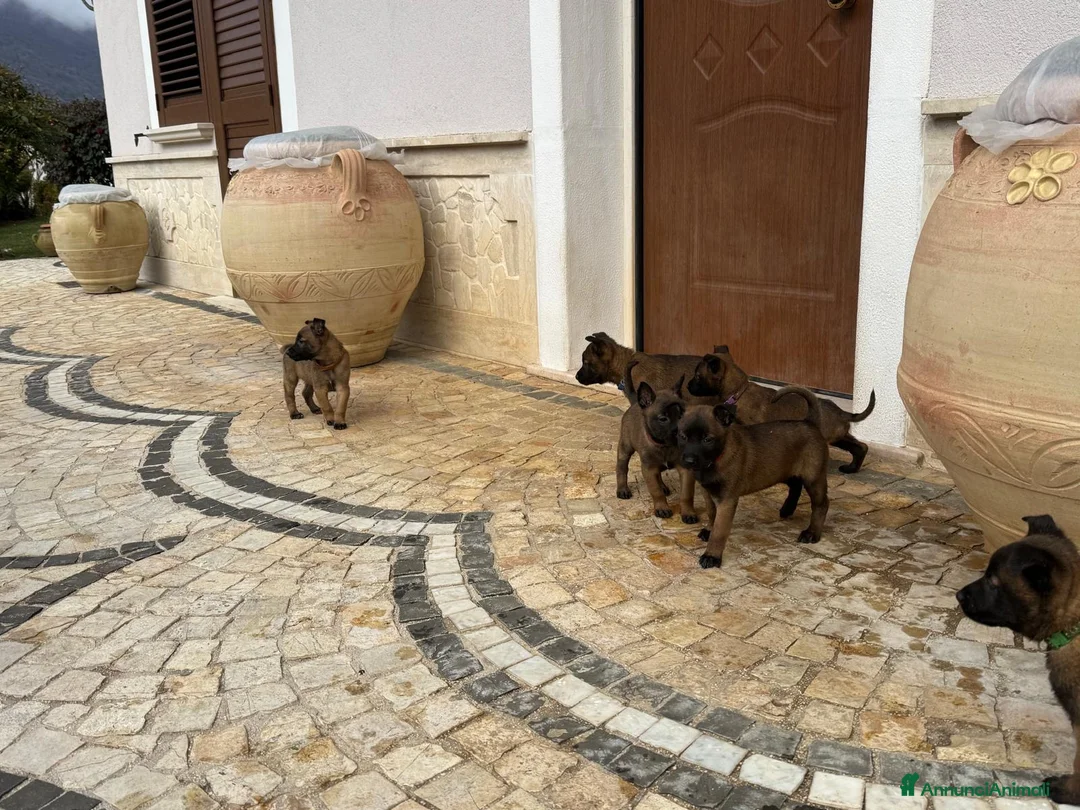 Pastore Belga cani in vendita: Splendidi cuccioli di Pastore Belga Malinois  - Annuncio 19