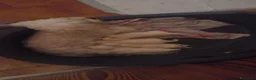 Maltese cani in vendita: Vendesi 2 cuccioli  - Annuncio 3