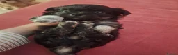 Meticcio cani in vendita: Bellissimi cuccioli piccola TAGLIA - Annuncio 5