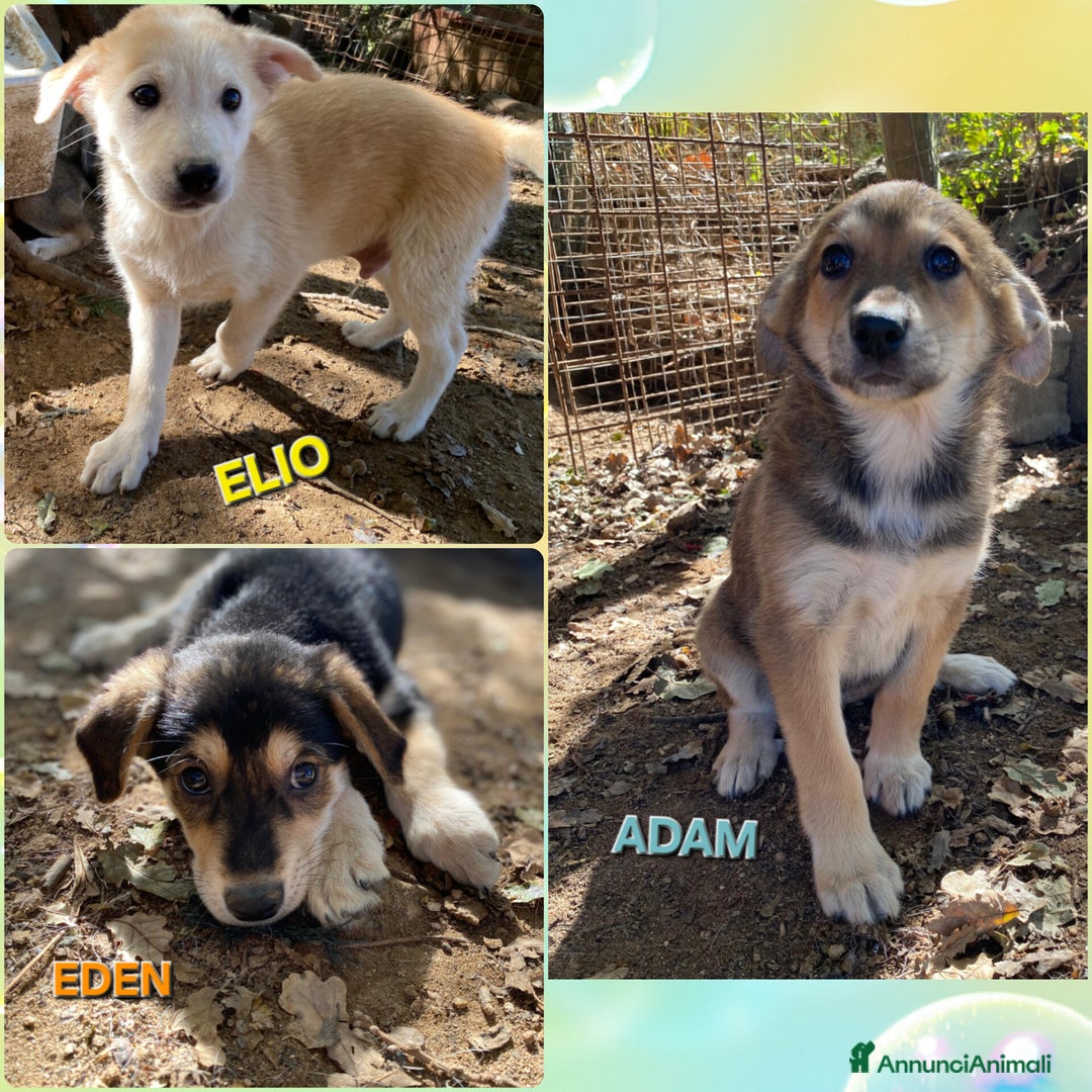 Meticcio cani in regalo: DOLCISSIMI FRATELLINI  - Annuncio 4