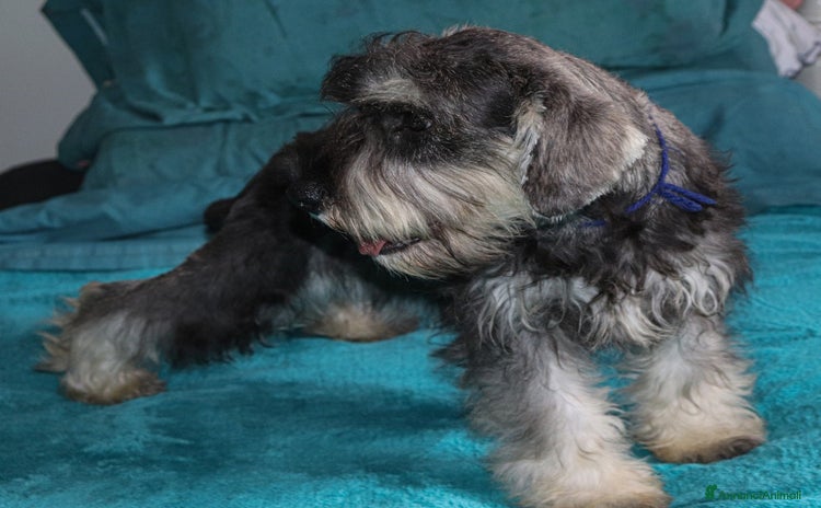 Mini Schnauzer cani a Provincia di Cuneo - Annuncio 2