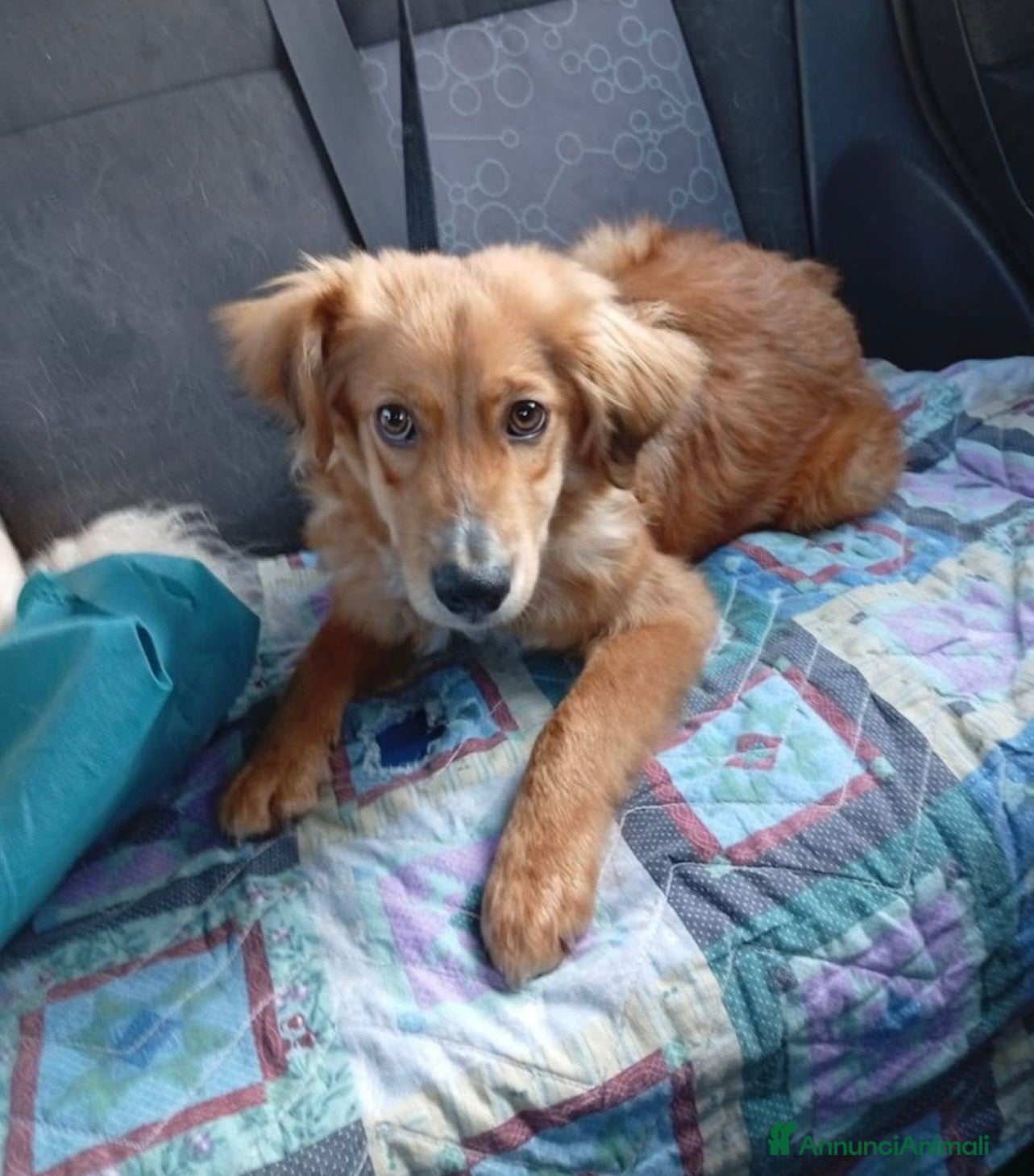 Meticcio cani Drupy dolcissimo cagnolino a pelo lungo - Annuncio 16