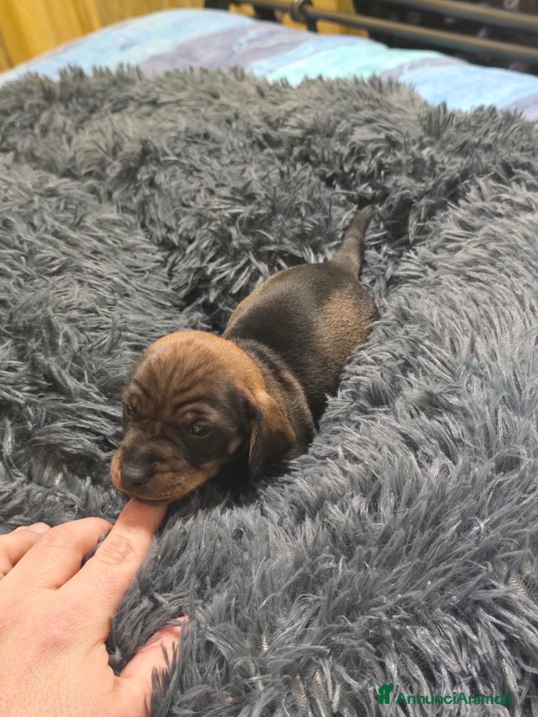 Bassotto cani in vendita: Cuccioli bassotto nano - Annuncio 9