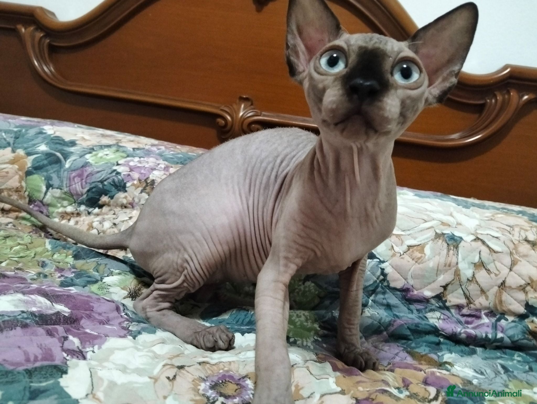 Sphynx gatti Sphynx  - Annuncio 38