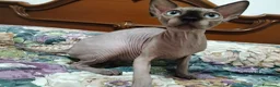 Sphynx gatti in vendita: Sphynx  - Annuncio 1