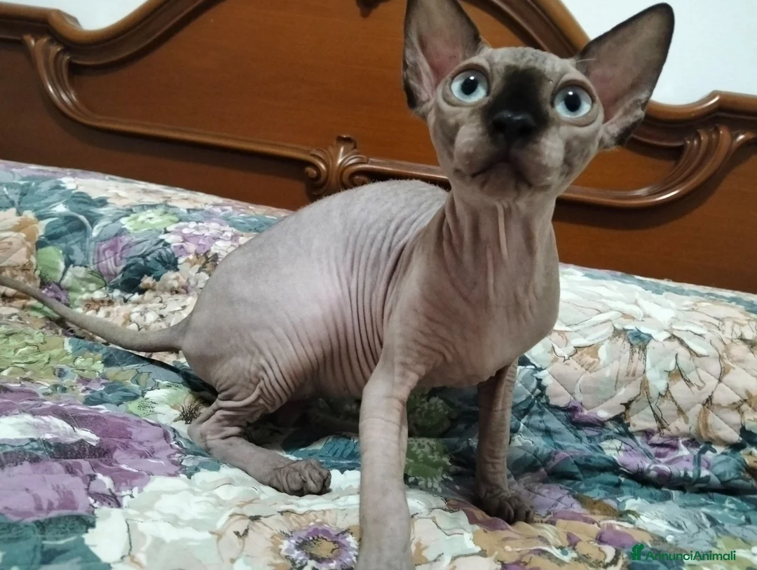 Sphynx gatti in vendita: Sphynx  - Annuncio 1
