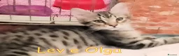 Europeo gatti in regalo: Vi presentiamo #Lev e #Olga. - Annuncio 5