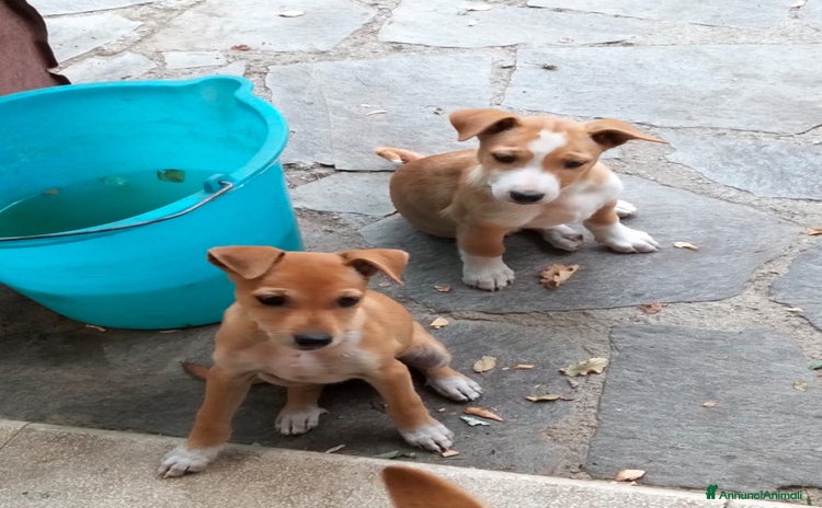 Meticcio cani - Annuncio 10