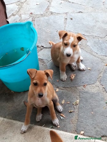 Meticcio cani - Annuncio 15