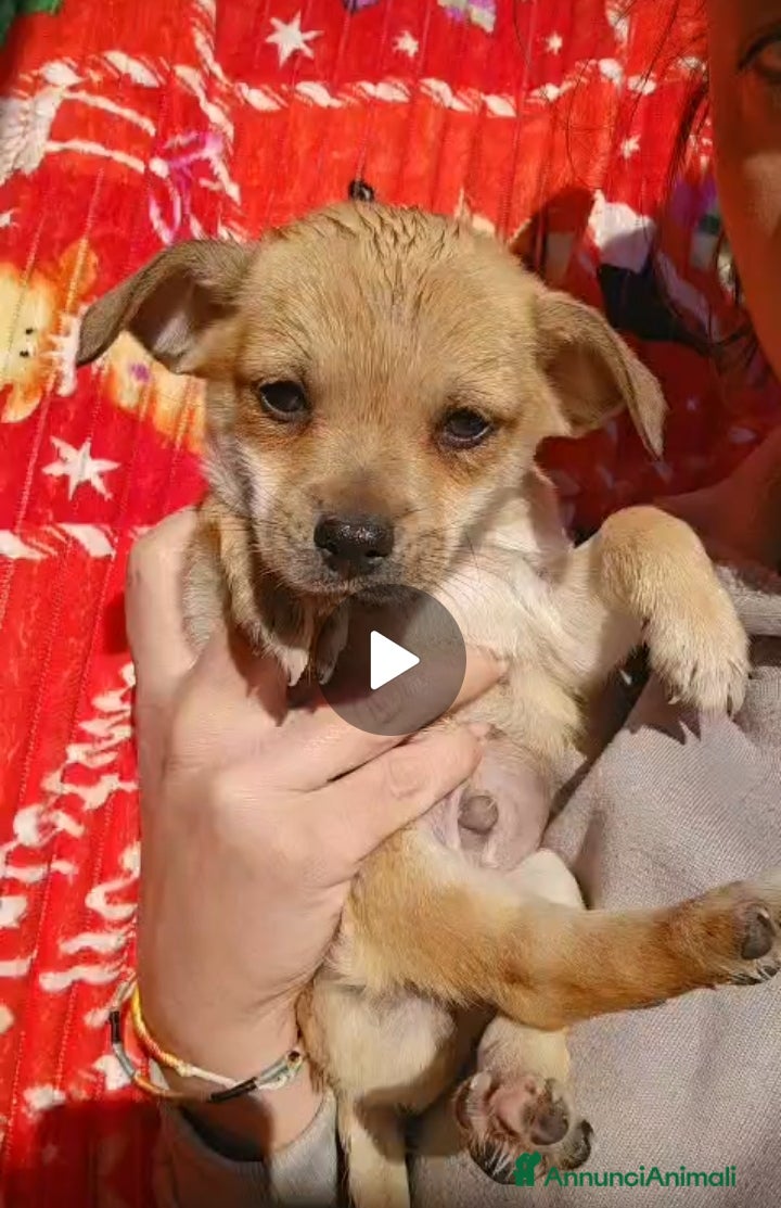 Meticcio cani Fagottino: 2 mesi taglia piccola  - Annuncio 1