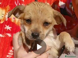 Meticcio cani Fagottino: 2 mesi taglia piccola - Annuncio 1