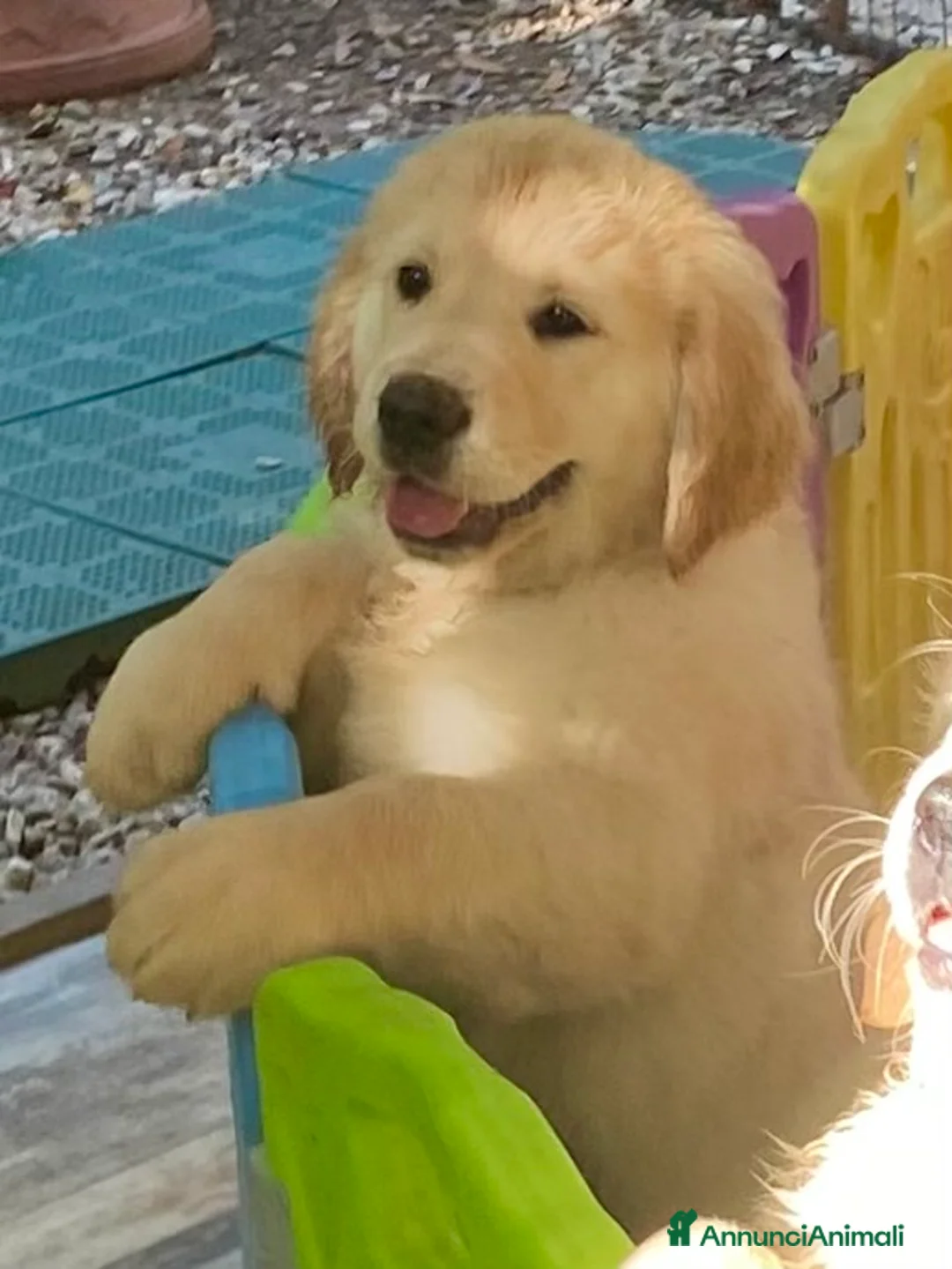 Golden Retriever cani in vendita: Cuccioli di Golden Retriever  - Annuncio 5