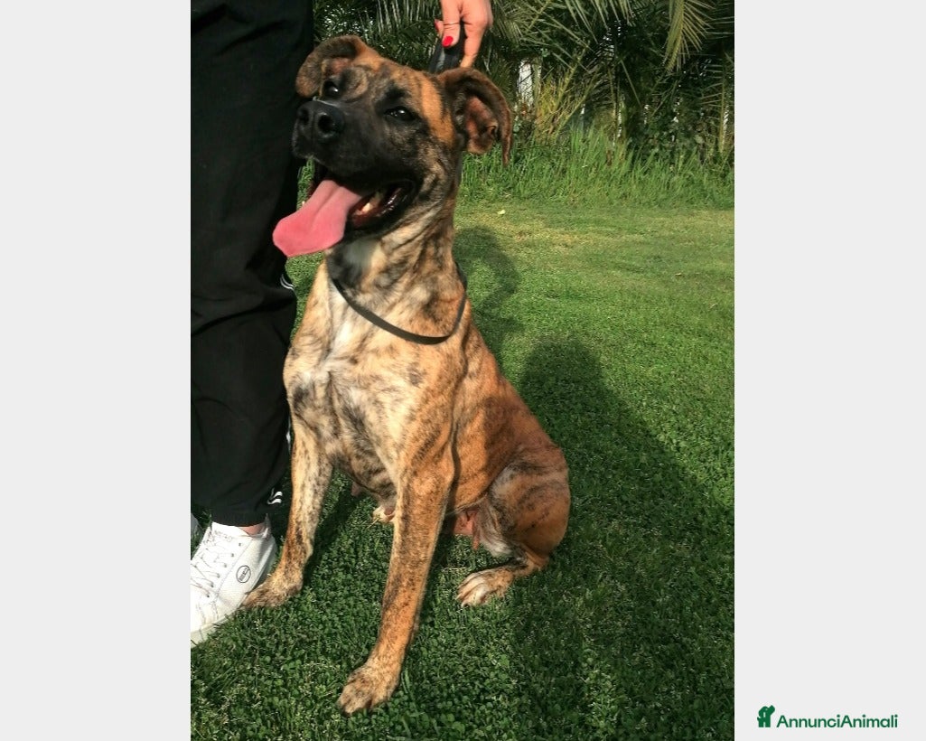Meticcio cani Rura, Cane derivata corso Femmina a Latina - Annuncio 40