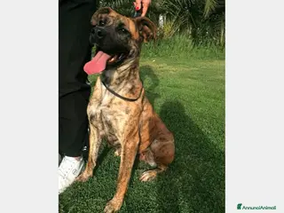 Meticcio cani Rura, Cane derivata corso Femmina a Latina - Annuncio 20