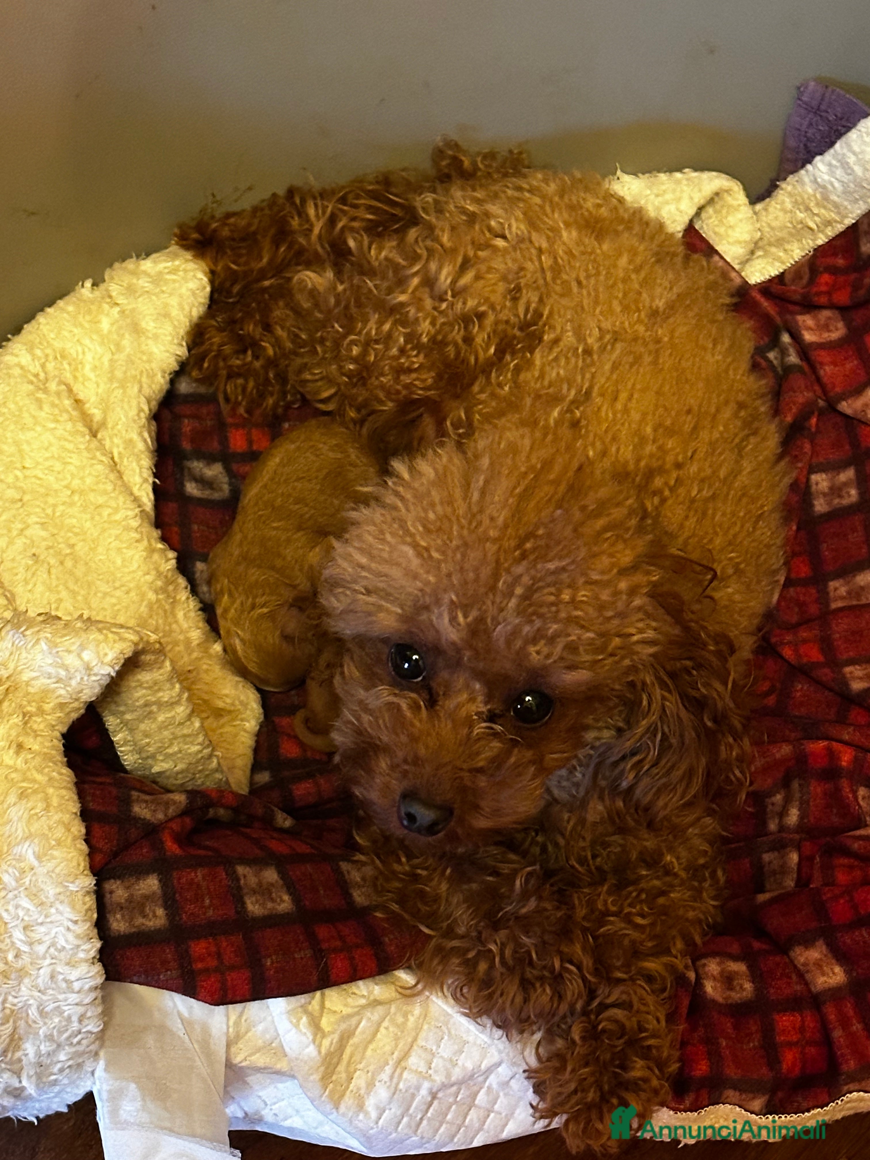 Barboncino Toy cani Cuccioli Barbone toy color fulvo - Annuncio 1