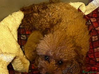 Barboncino Toy cani Cuccioli Barbone toy color fulvo - Annuncio 1