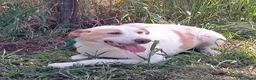 Meticcio cani in regalo: MOOCKIE CUCCIOLO MIX LABRADOR  a Provincia di Varese - Annuncio 3