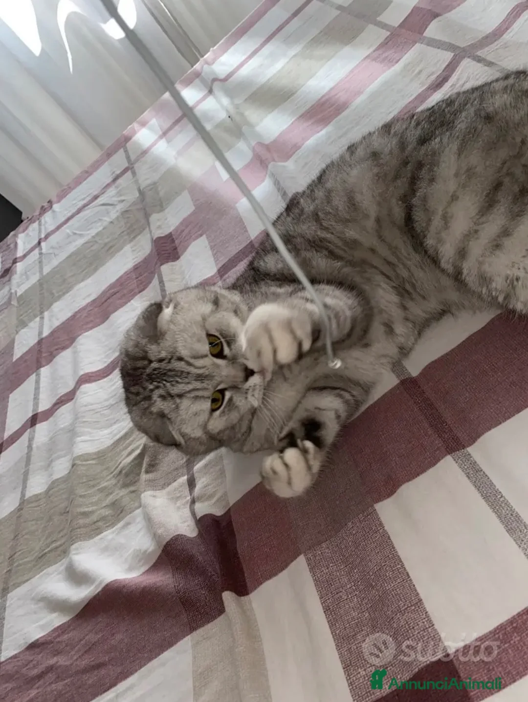 Scottish gatti per accoppiamento: scottish fold per accoppiamento  a Città metropolitana di Milano - Annuncio 2