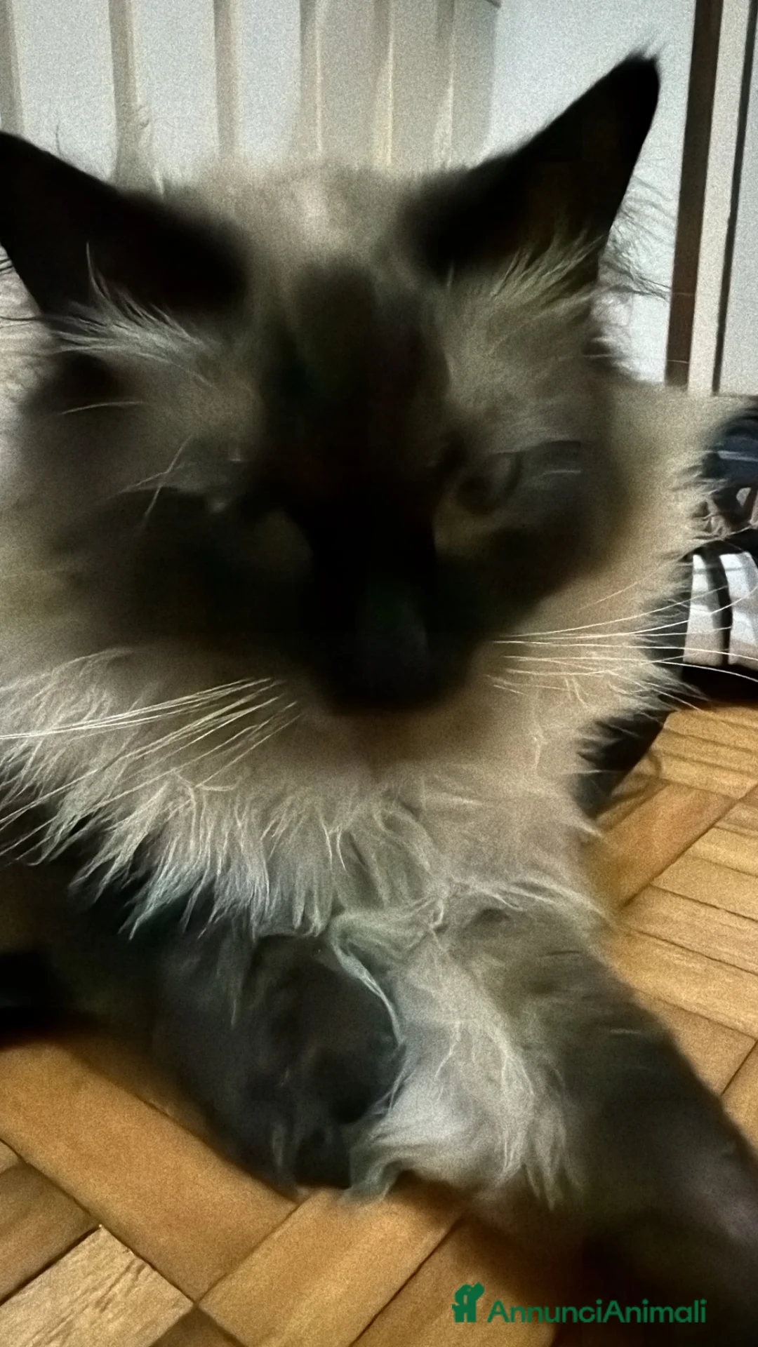 Ragdoll gatti in vendita: Ragdoll - Annuncio 10
