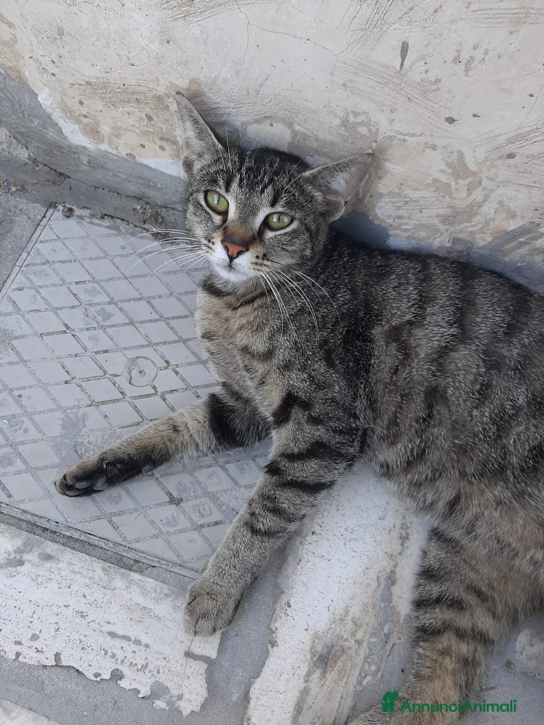 Europeo gatti in regalo: Margherita, 6 mesi, cerca casa - Annuncio 2