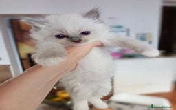Ragdoll gatti in vendita: Cuccioli Ragdoll di Alta Genealogia a Città metropolitana di Milano - Immagine 7