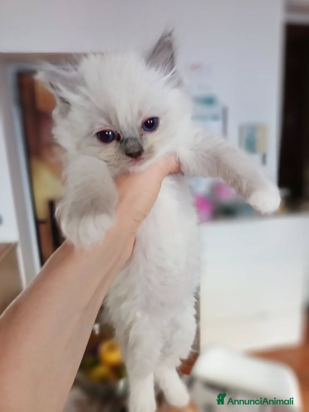 Ragdoll gatti in vendita: Cuccioli Ragdoll di Alta Genealogia a Città metropolitana di Milano - Immagine 7