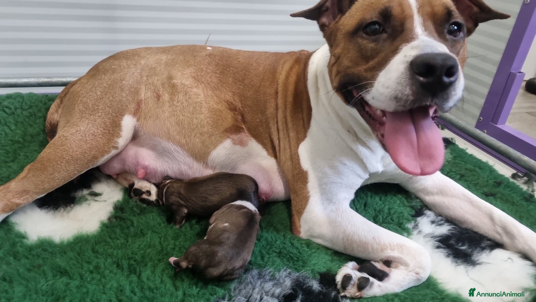 American Staffordshire cani in vendita: Disponibili ancora solo 3 maschietti!!! a Provincia di Varese - Immagine 7