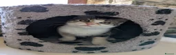 Meticcio gatti in regalo: Le sorelline Pica e Tina - Annuncio 7