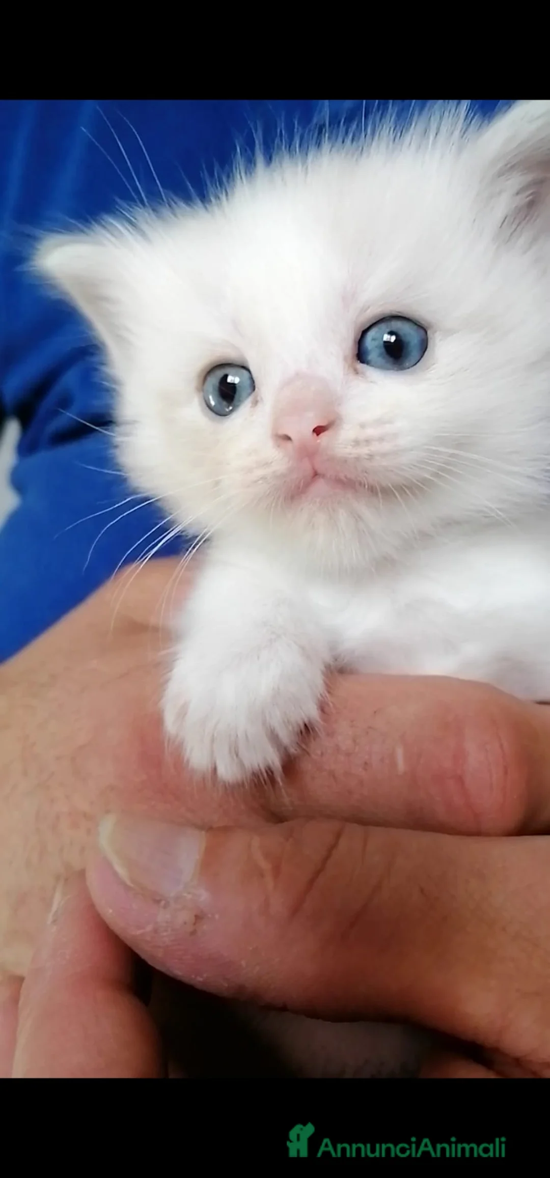 Ragdoll gatti in vendita: Ragdoll a Città Metropolitana di Torino - Annuncio 2