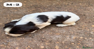 Springer Spaniel Inglese cani a Città metropolitana di Roma Capitale - Annuncio 7