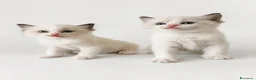 Ragdoll gatti in vendita: Cuccioli Ragdoll con pedigree  - Annuncio 4