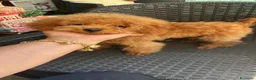 Barboncino Toy cani in vendita: Barboncino Toy al limite  a Provincia di Savona - Annuncio 1