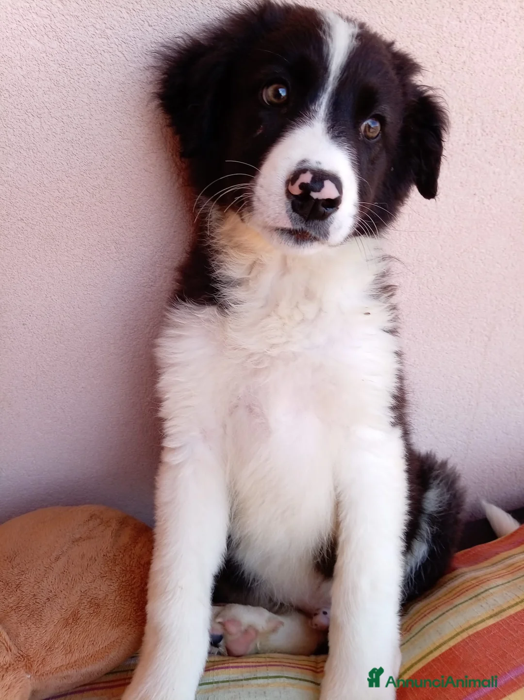 Border Collie cani in regalo: 🐾❤️Nando cerca casa 🐾❤️ - Annuncio 2