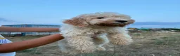 Lagotto cani in vendita: Lagotto  - Annuncio 5