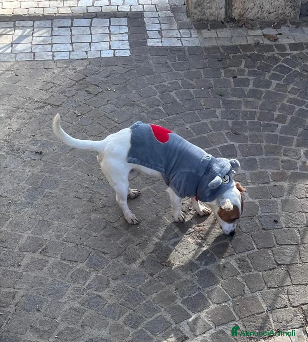 Jack Russell cani in regalo: Jack Russell maschio 1 anno e mezzo - Annuncio 3
