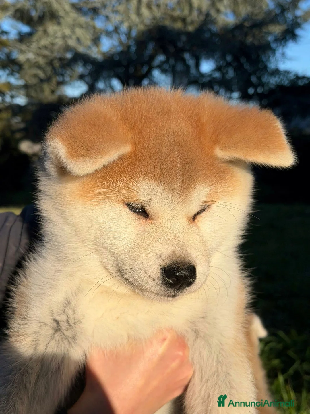 Akita Inu cani in vendita: Cuccioli Akita Inu  - Annuncio 7