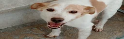 Meticcio cani in regalo: PICCINO - Annuncio 8
