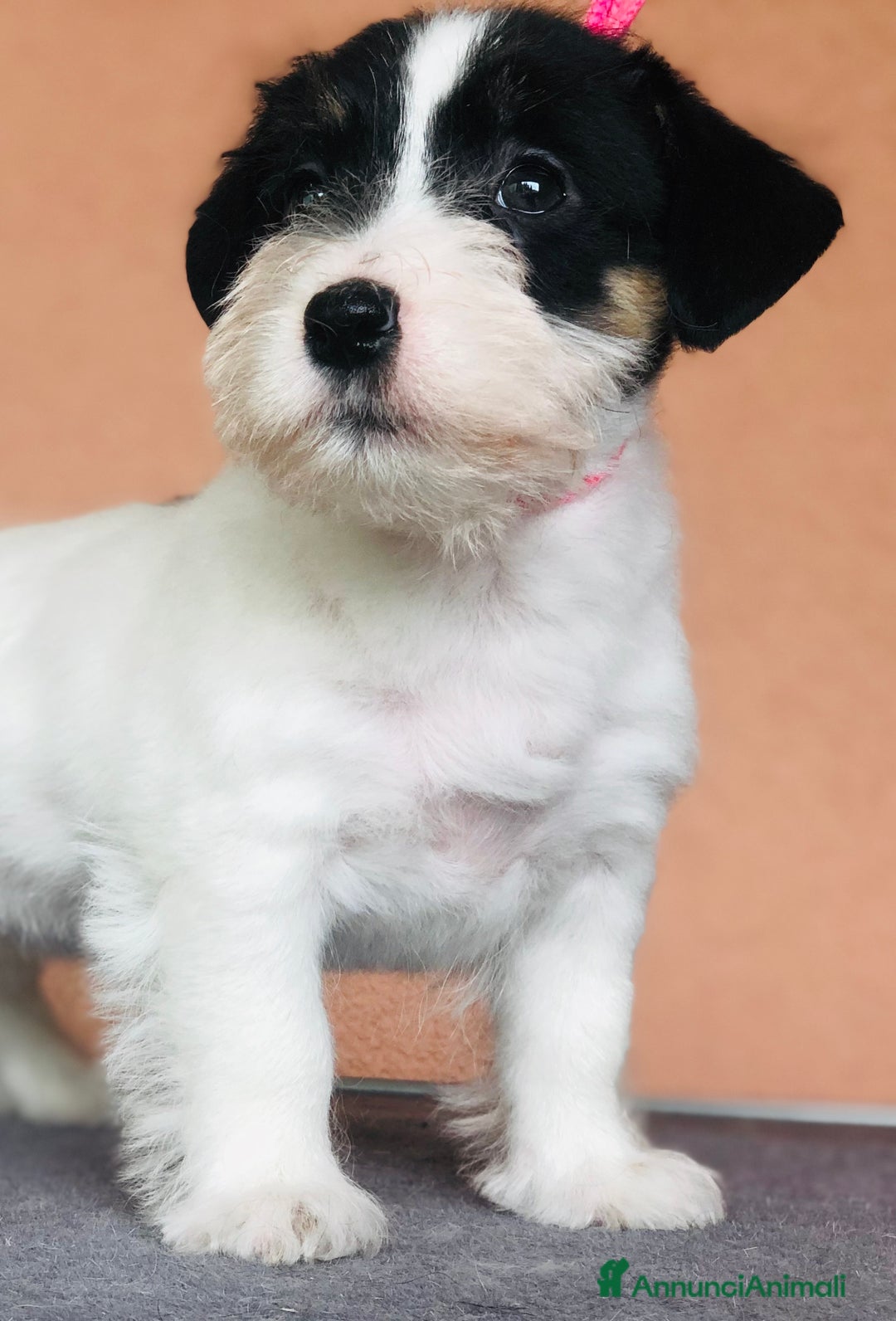 Immagine della galleria {{count}}