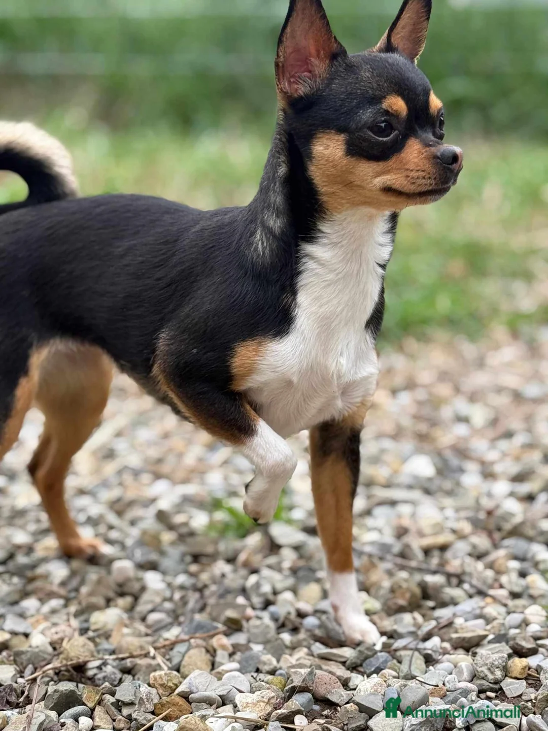 Chihuahua cani in regalo: Susina, CHIHUAHUA paurosetta - Annuncio 9