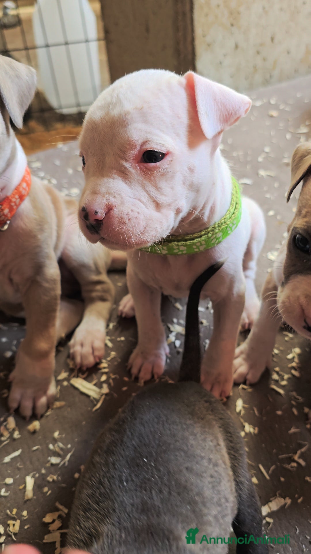 American Staffordshire cani in vendita: Cuccioli Amstaff  - Annuncio 11