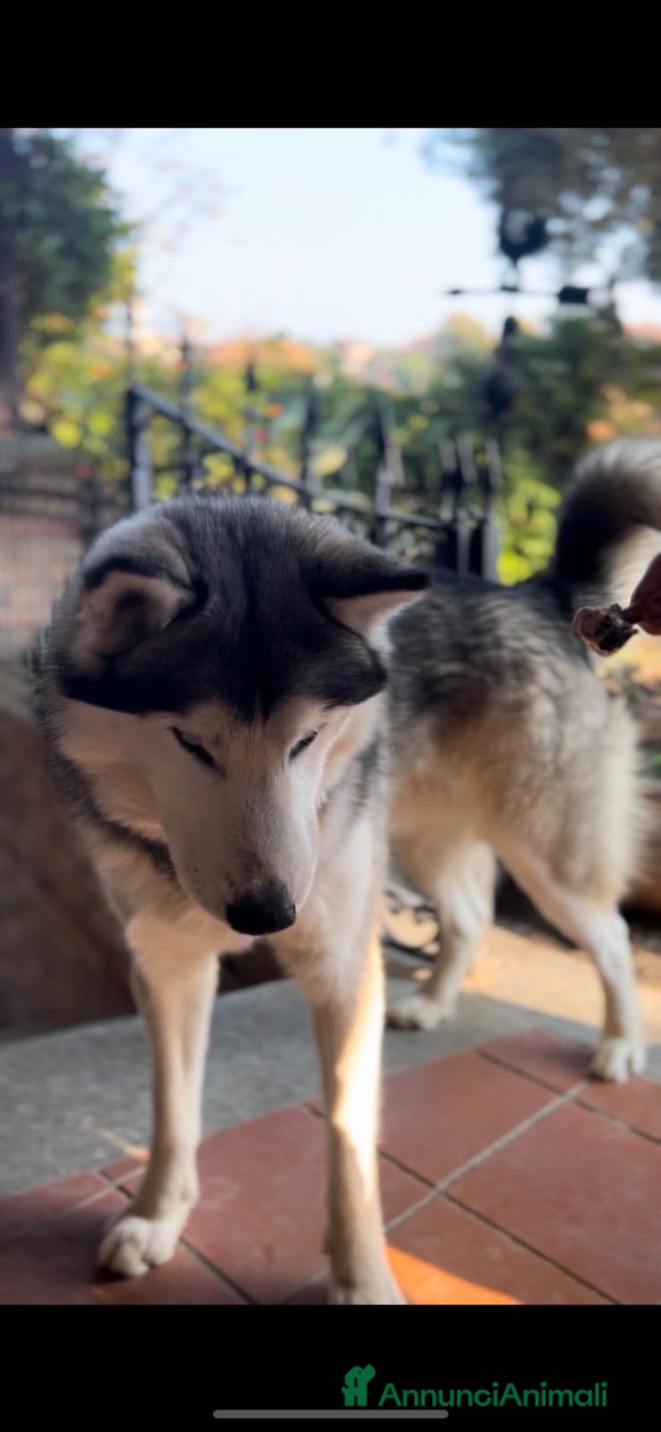 Husky cani Husky maschio  - Annuncio 1
