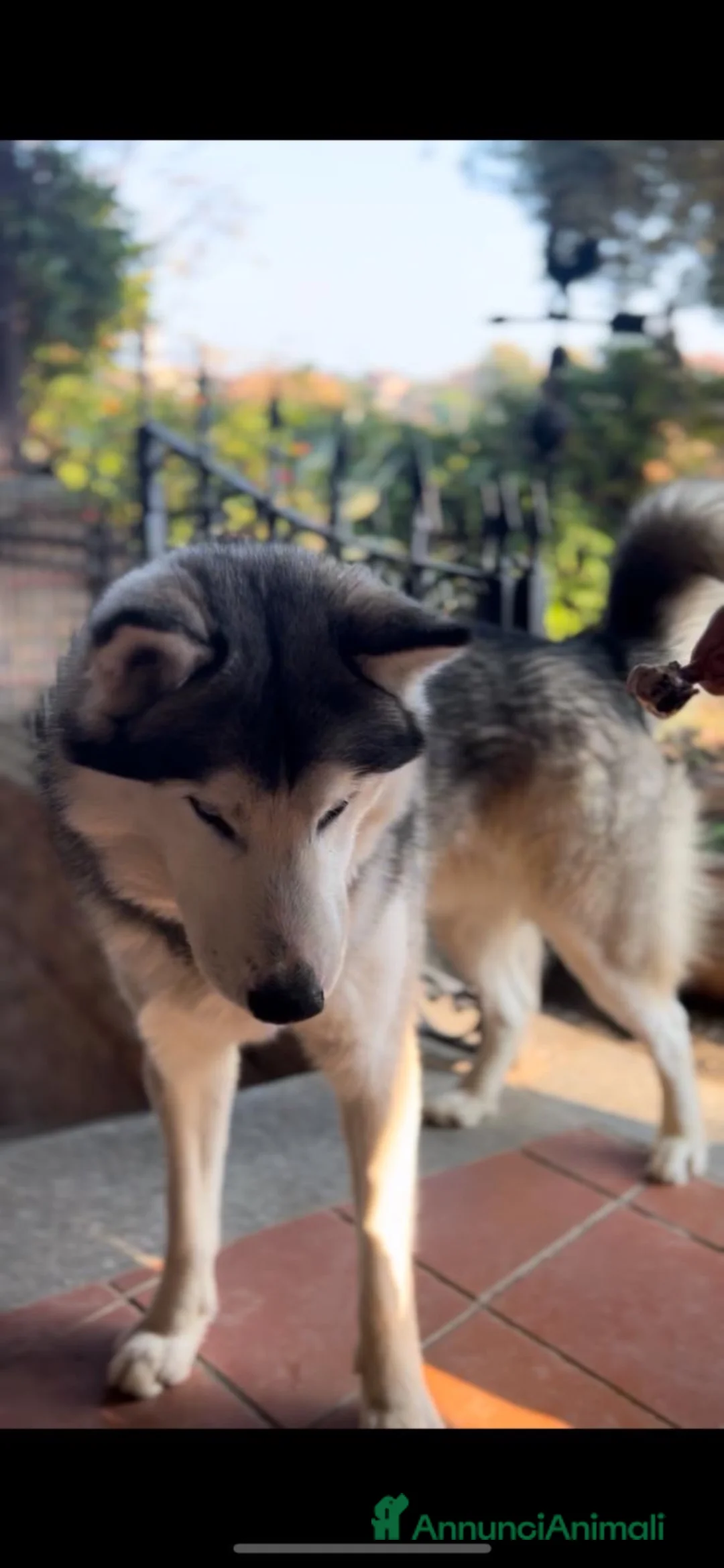 Husky cani in regalo: Husky maschio  a Provincia di Asti - Annuncio 1