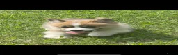 Corgi Pembroke cani in vendita: All.PAPILOVIT  - Annuncio 4