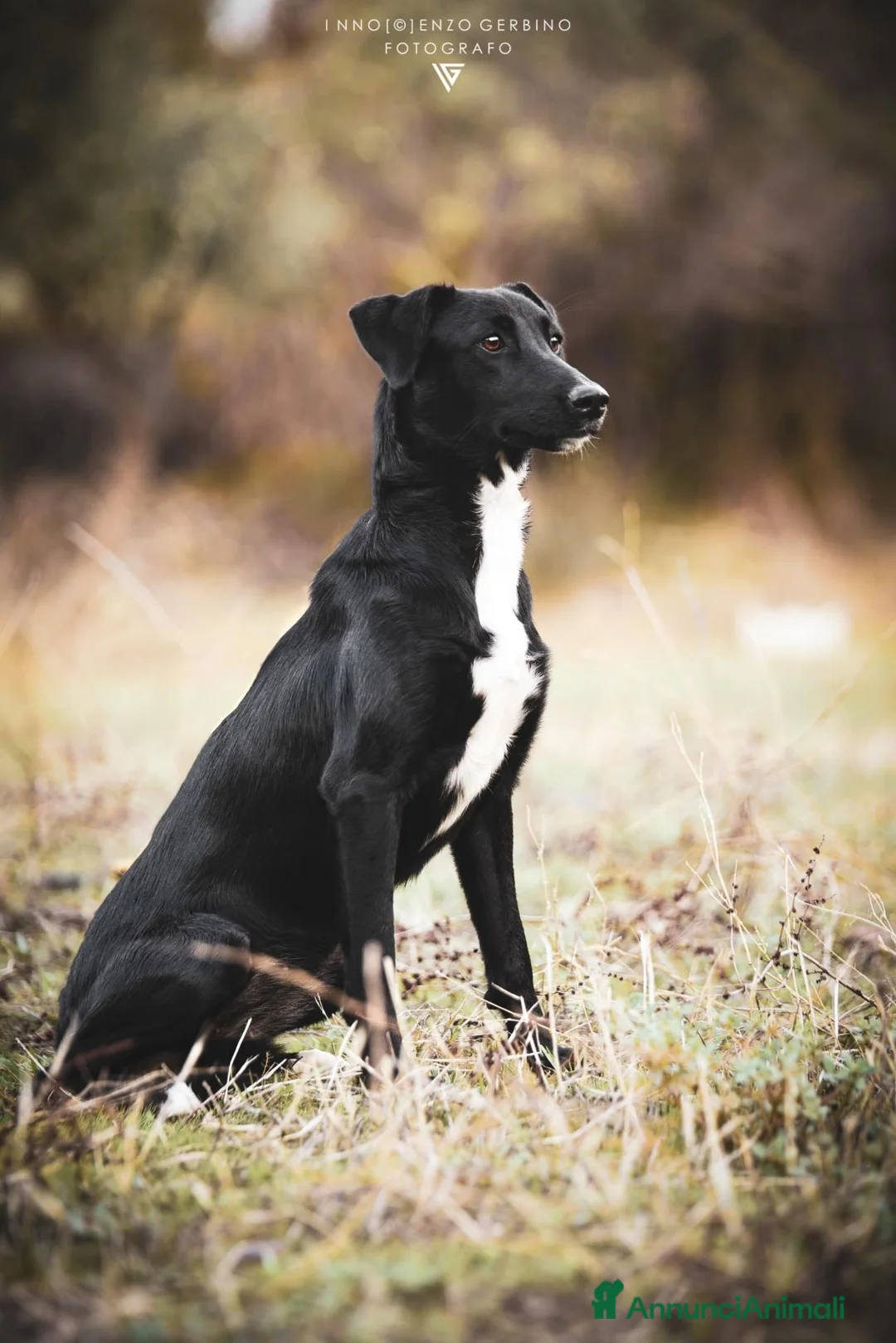 Meticcio cani in regalo: Mila meravigliosa cagnolina cerca adozione a Città Metropolitana di Torino - Annuncio 3