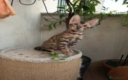 Bengala gatti in vendita: Maschietto & Feminuccia 🥰 - Annuncio 2