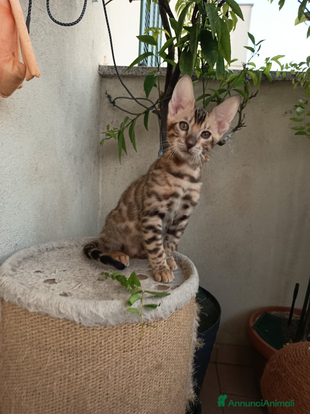Bengala gatti in vendita: Maschietto & Feminuccia 🥰 - Annuncio 2